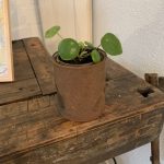 Pannenkoekplantje